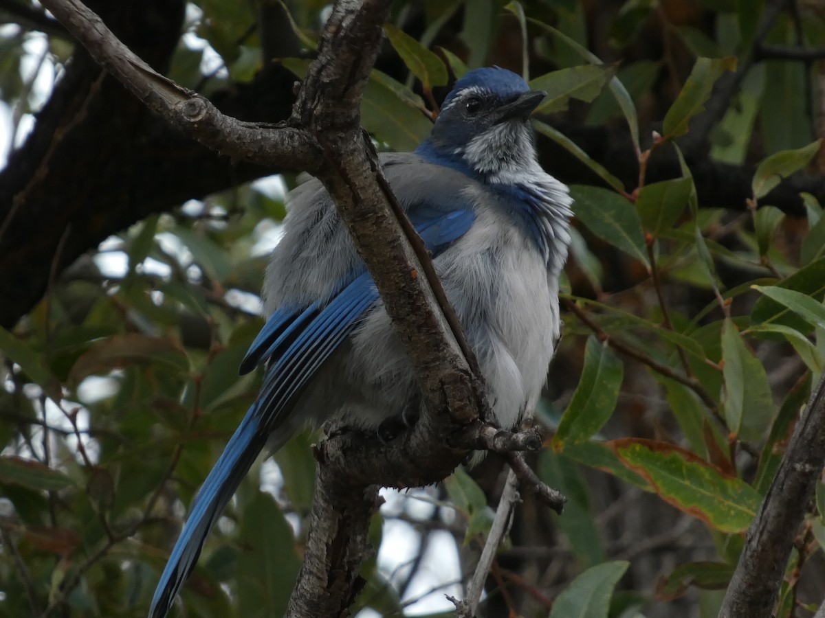 California Scrub-Jay - ML643330570