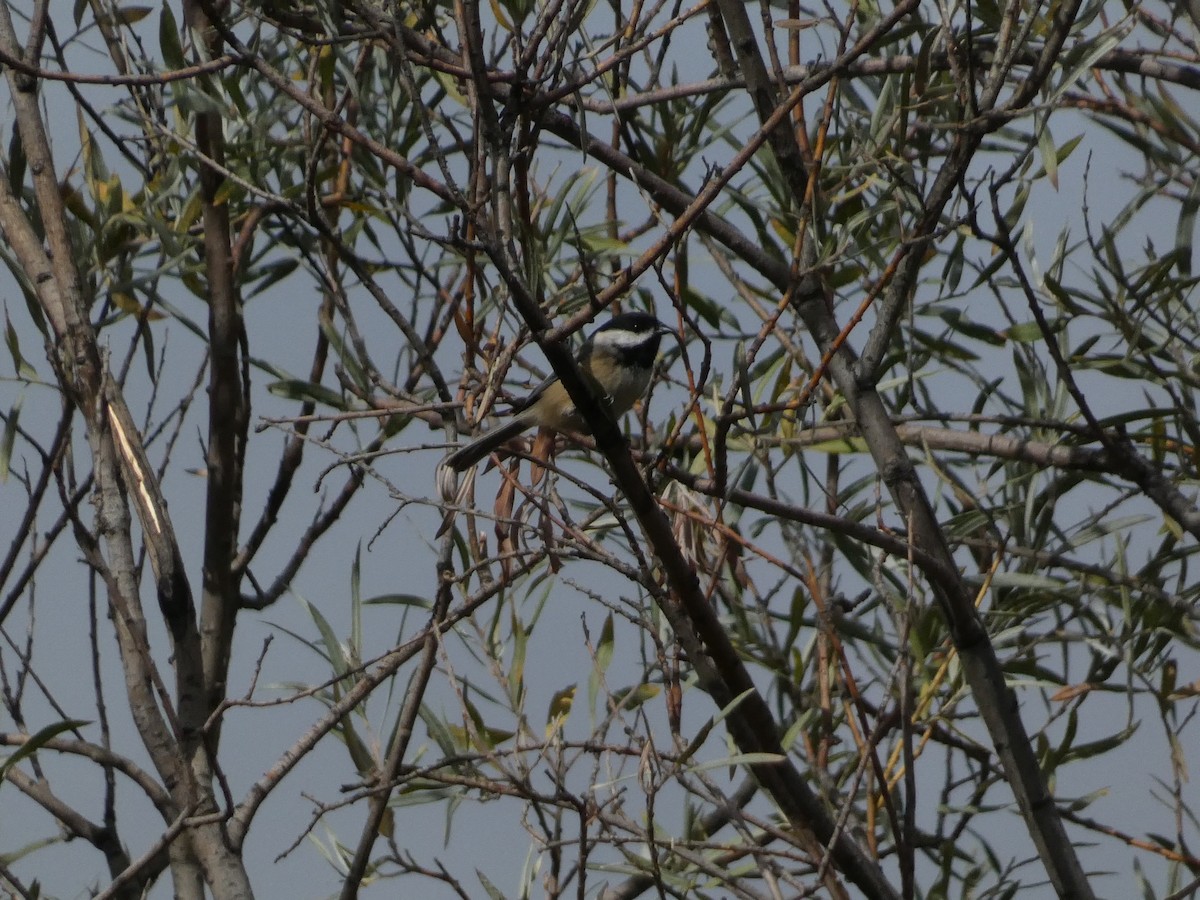 Black-capped Chickadee - ML643330601
