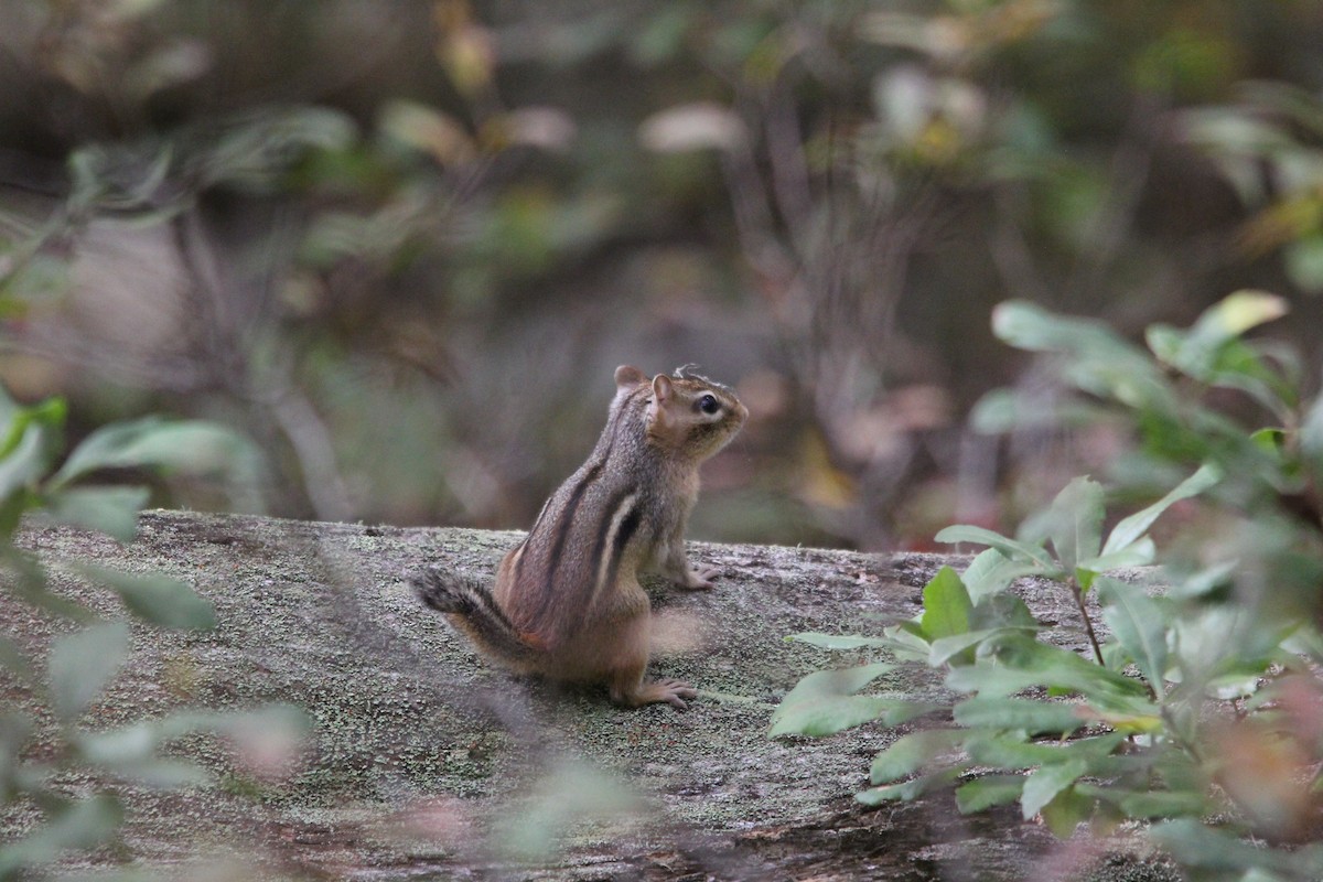 Eastern Chipmunk - ML643330603