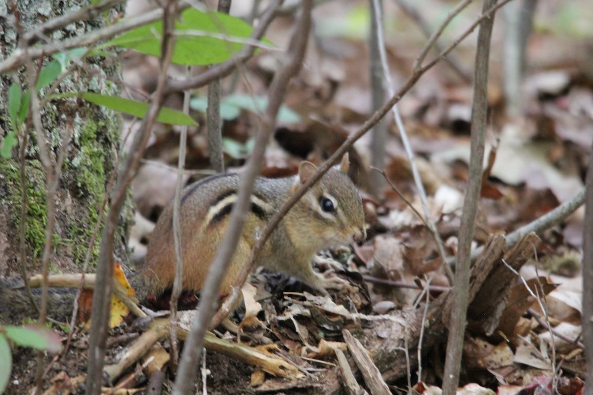 Eastern Chipmunk - ML643330604