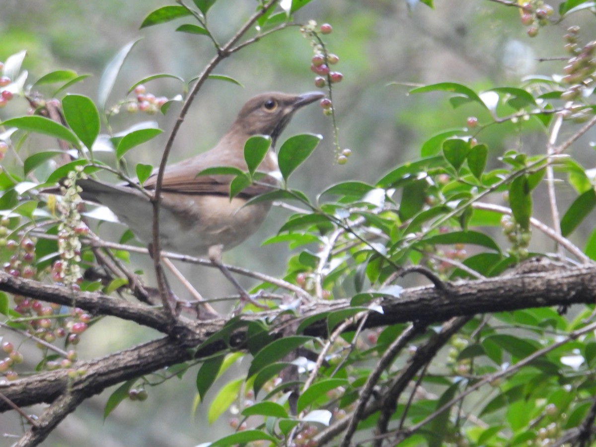 White-throated Thrush - ML643330610