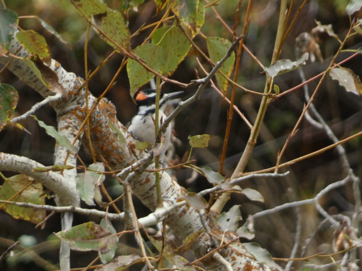 Hairy Woodpecker - ML643330611