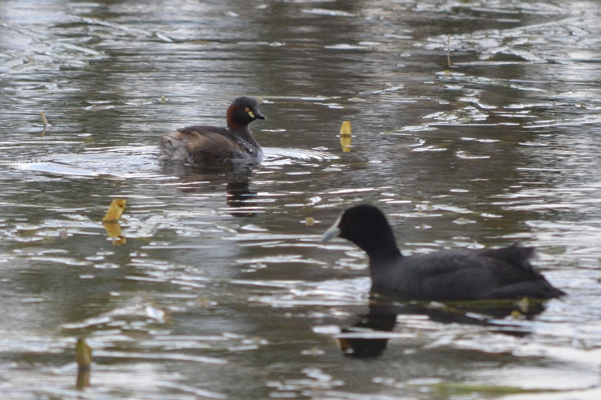 Australasian Grebe - ML643330619
