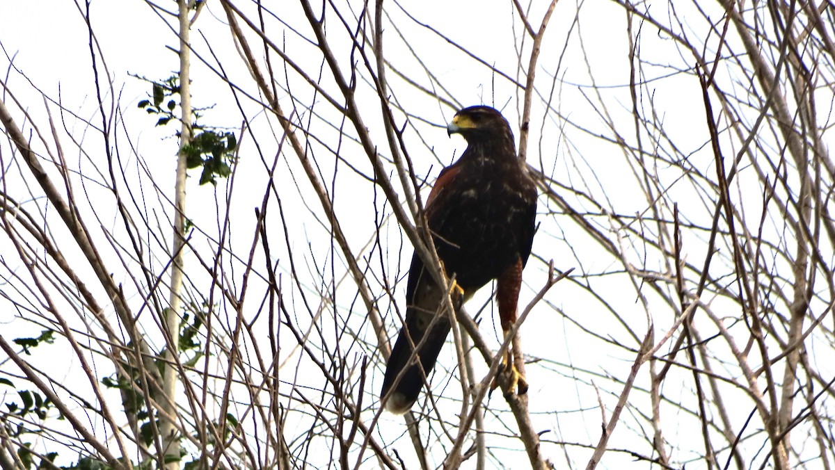 Harris's Hawk - ML643330620