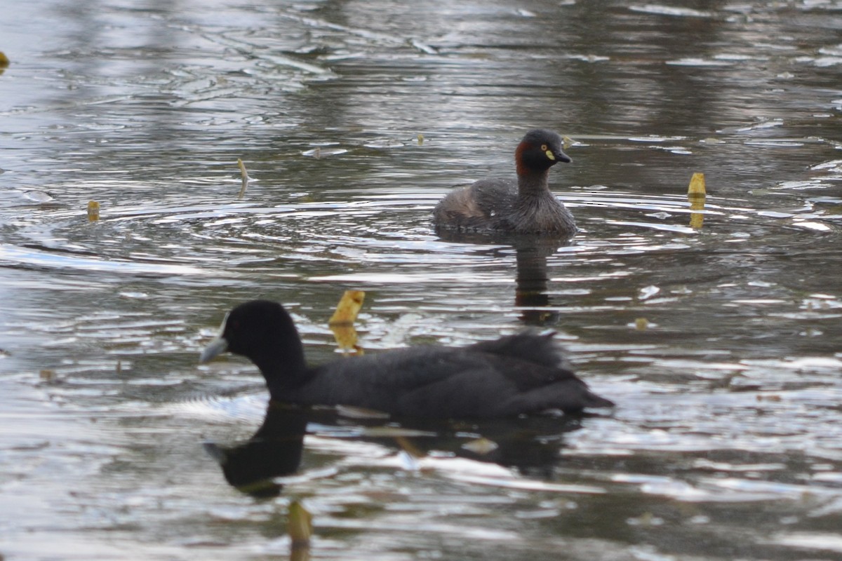 Australasian Grebe - ML643330621