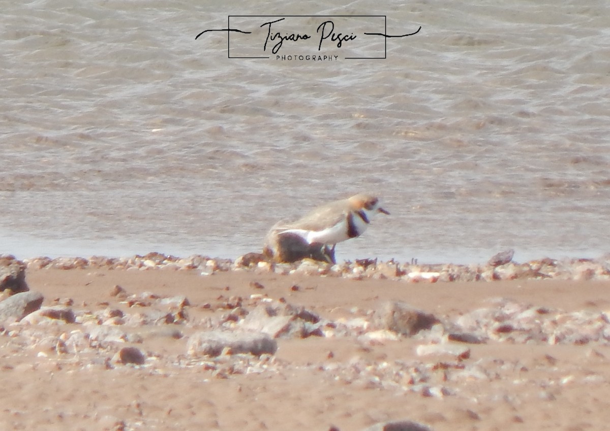 Two-banded Plover - ML643330630