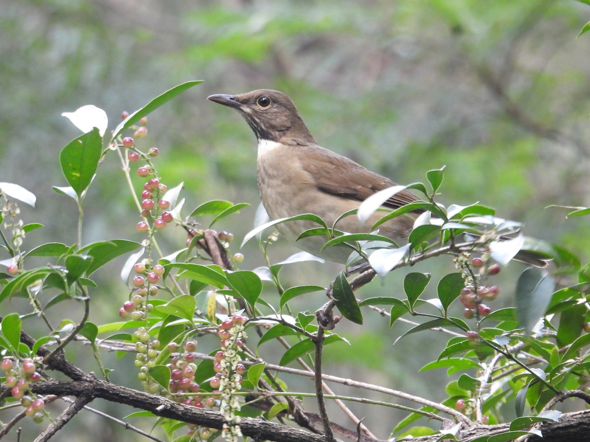 White-throated Thrush - ML643330634