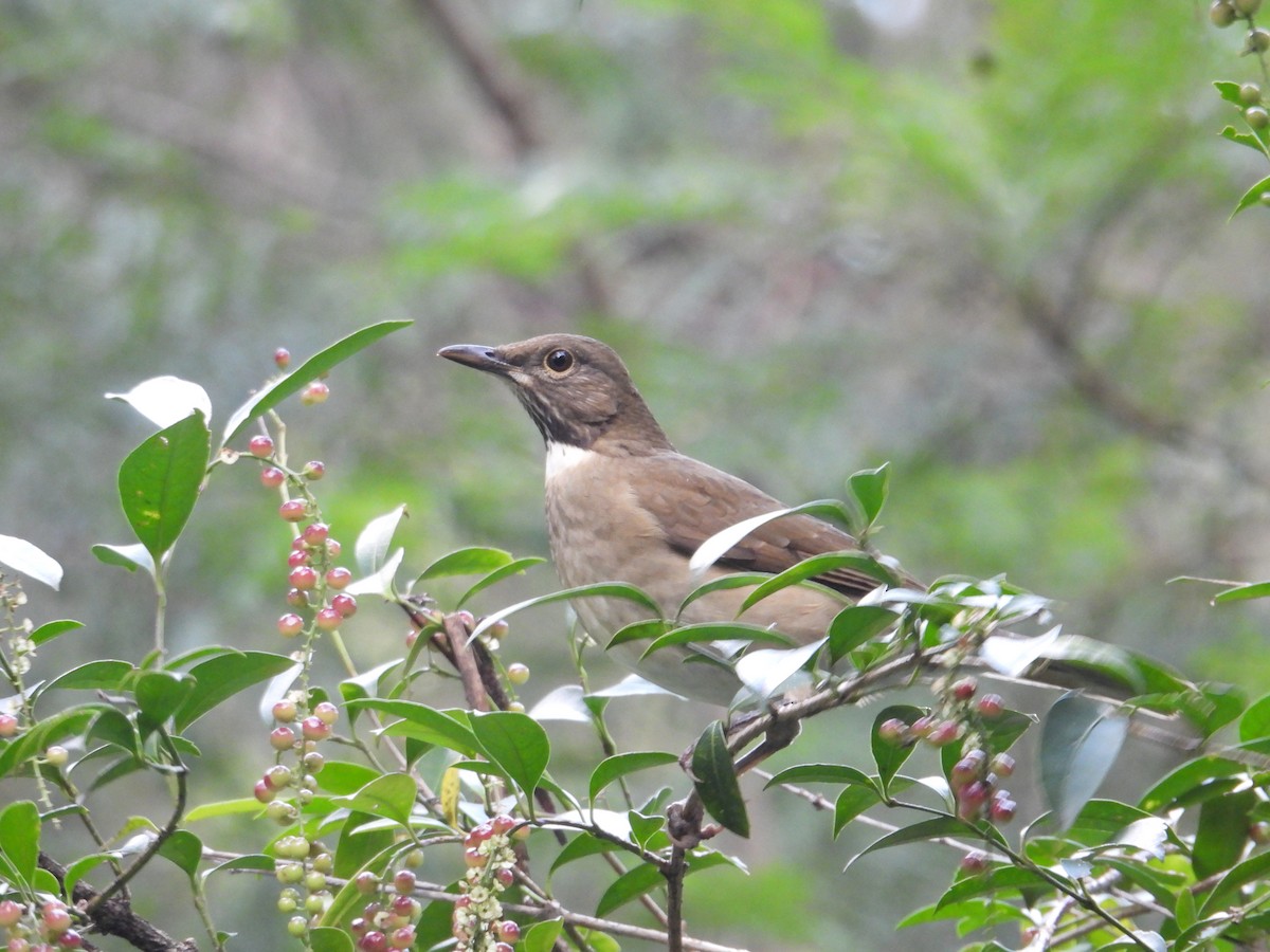 White-throated Thrush - ML643330635