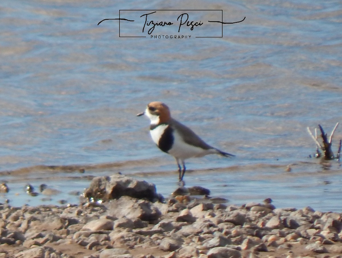 Two-banded Plover - ML643330637