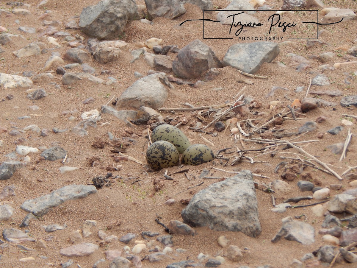 Two-banded Plover - ML643330641