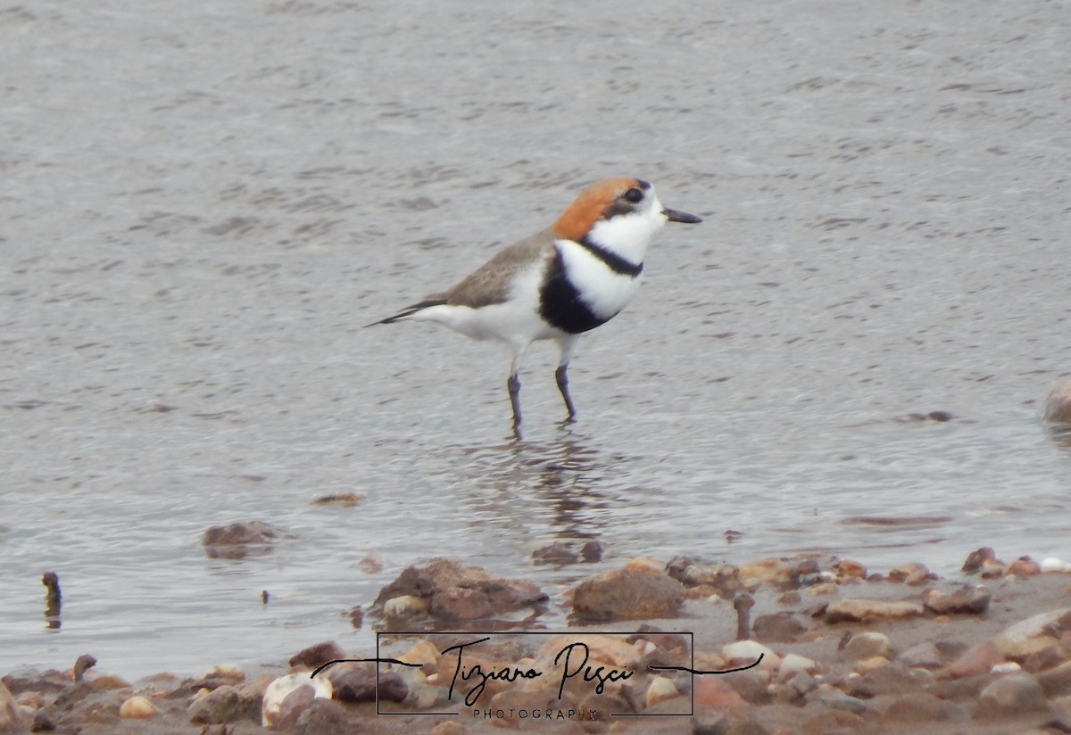 Two-banded Plover - ML643330643