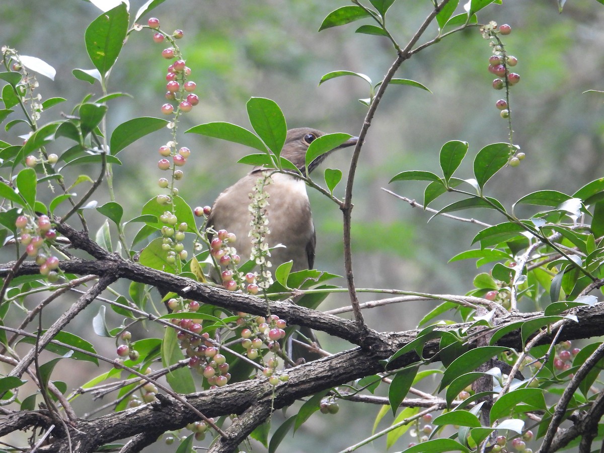 White-throated Thrush - ML643330644
