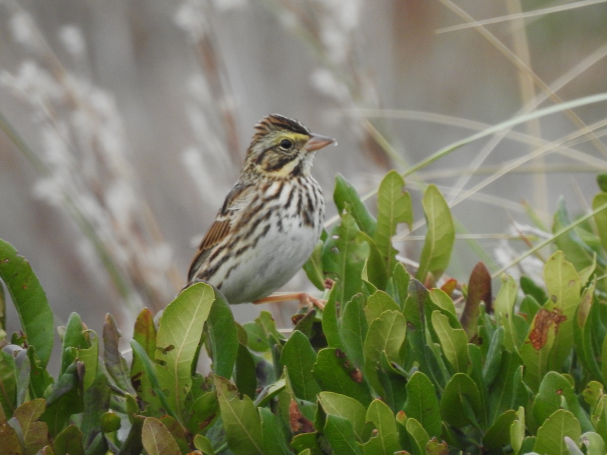 Savannah Sparrow - ML643330646