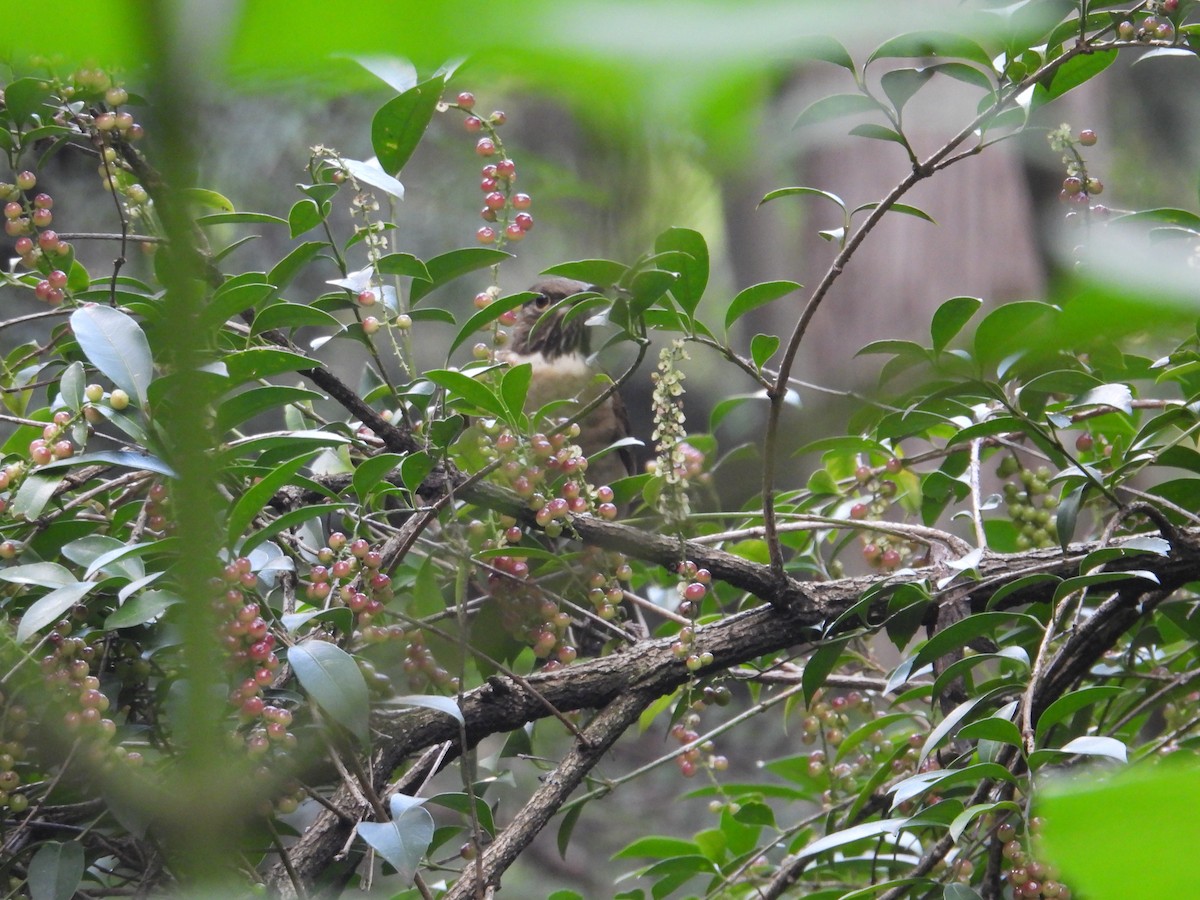 White-throated Thrush - ML643330652