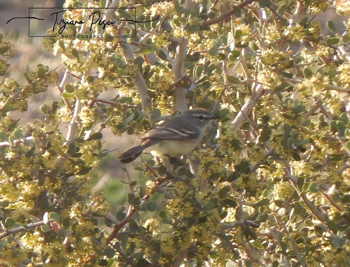 Straneck's Tyrannulet - ML643330667
