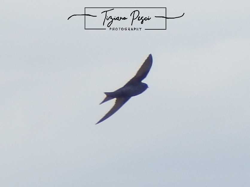 Southern Martin - ML643330680
