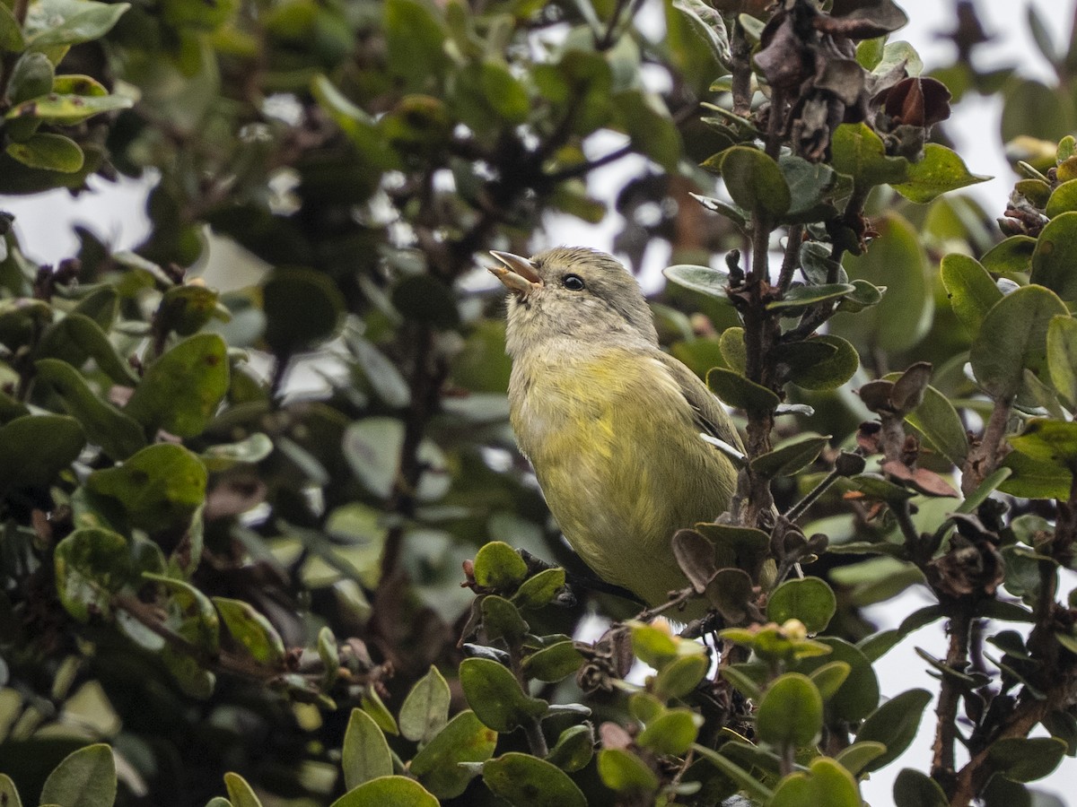 Hawaii Akepa - ML643330682