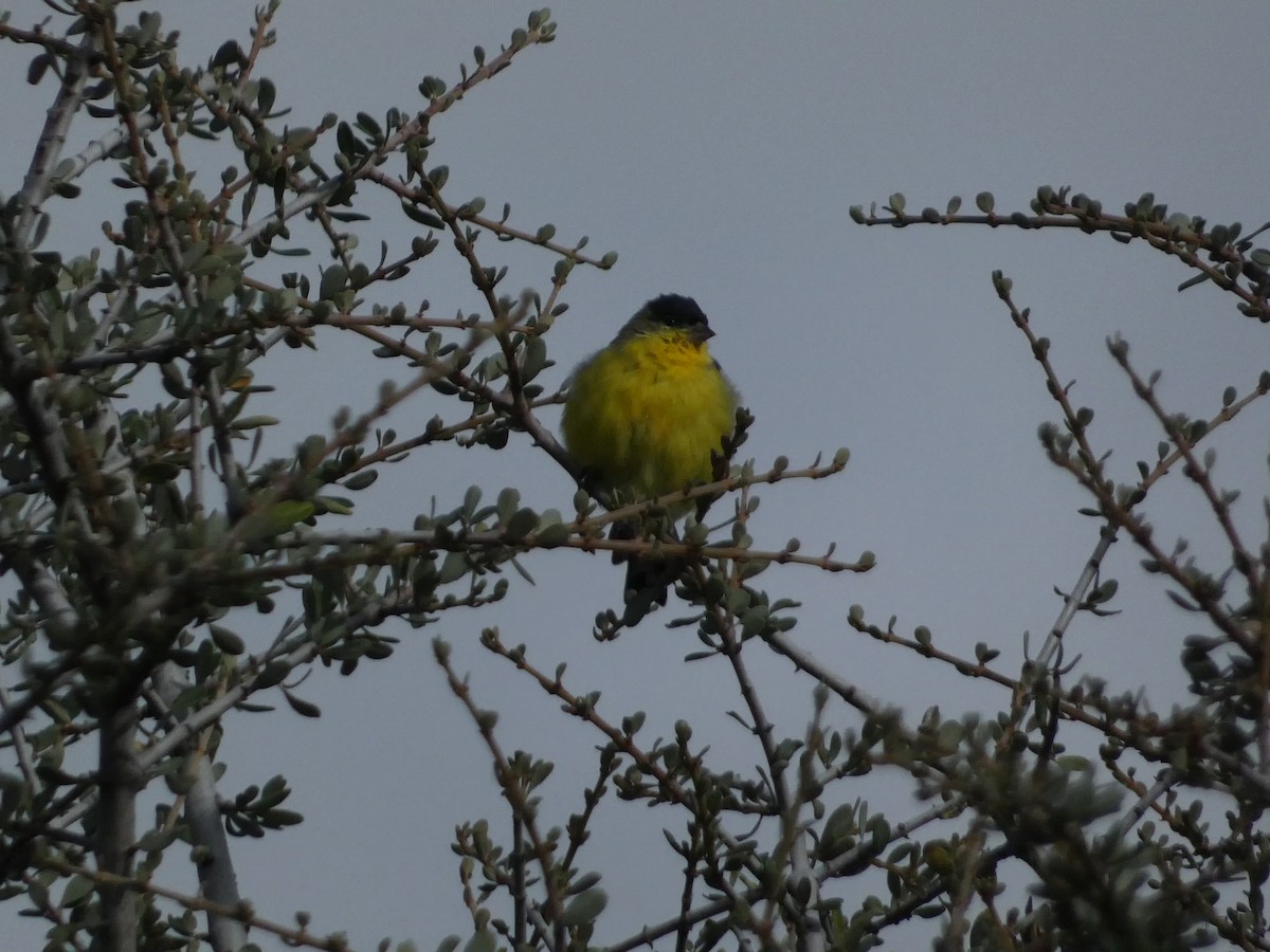 Lesser Goldfinch - ML643330701