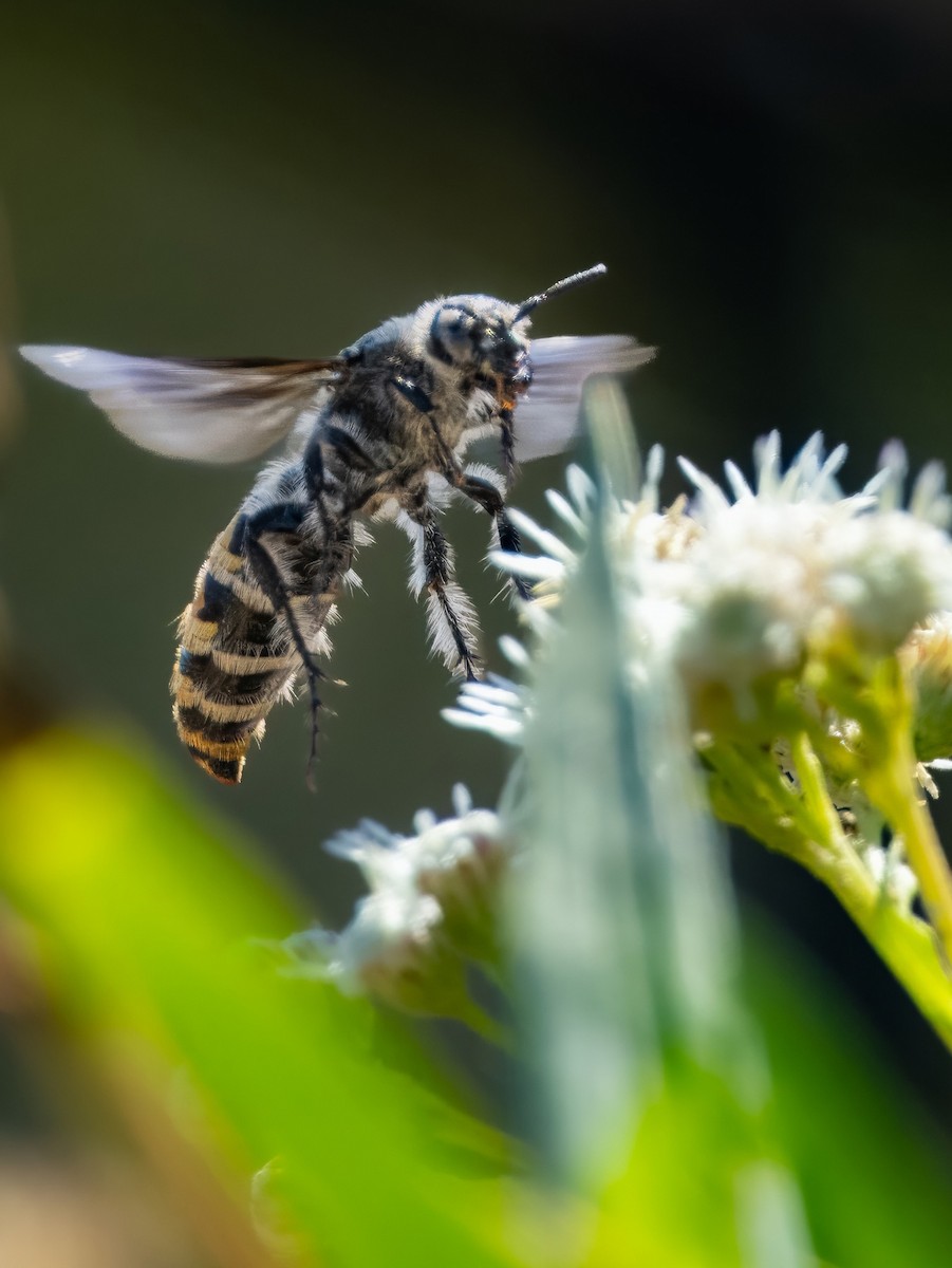 Insects - ML643330707