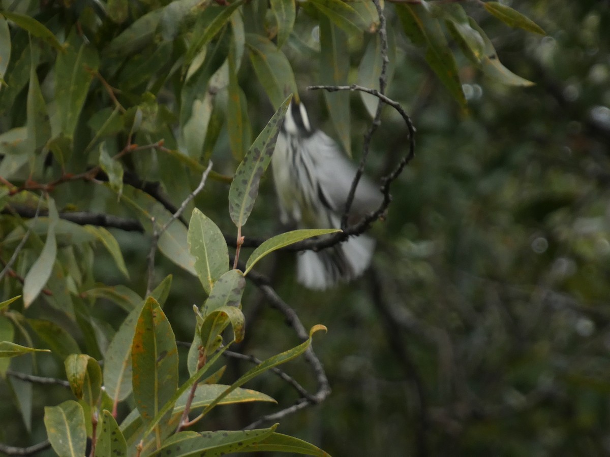 Black-throated Gray Warbler - ML643330714