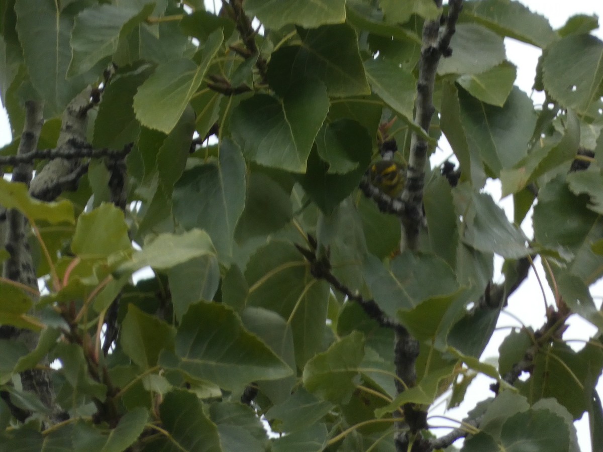 Townsend's Warbler - ML643330727