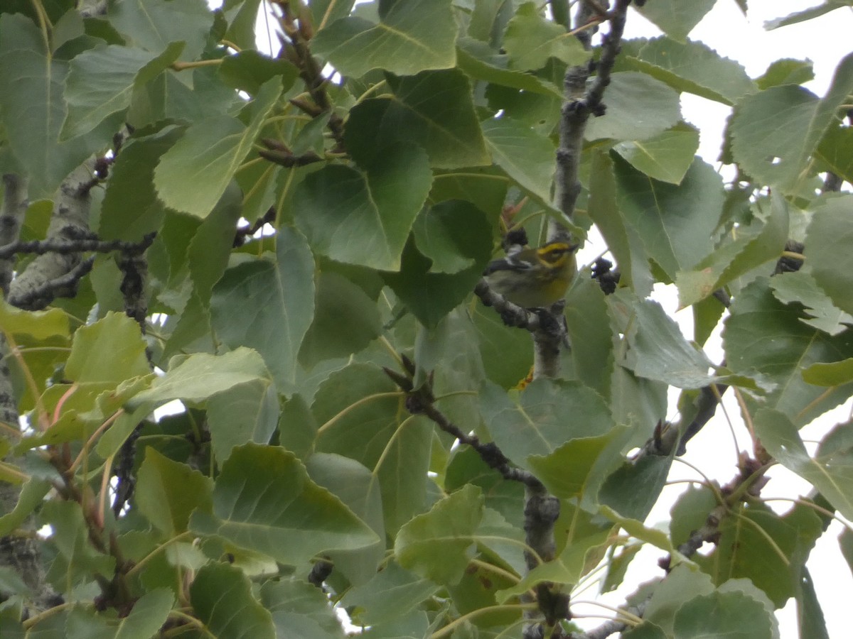 Townsend's Warbler - ML643330728