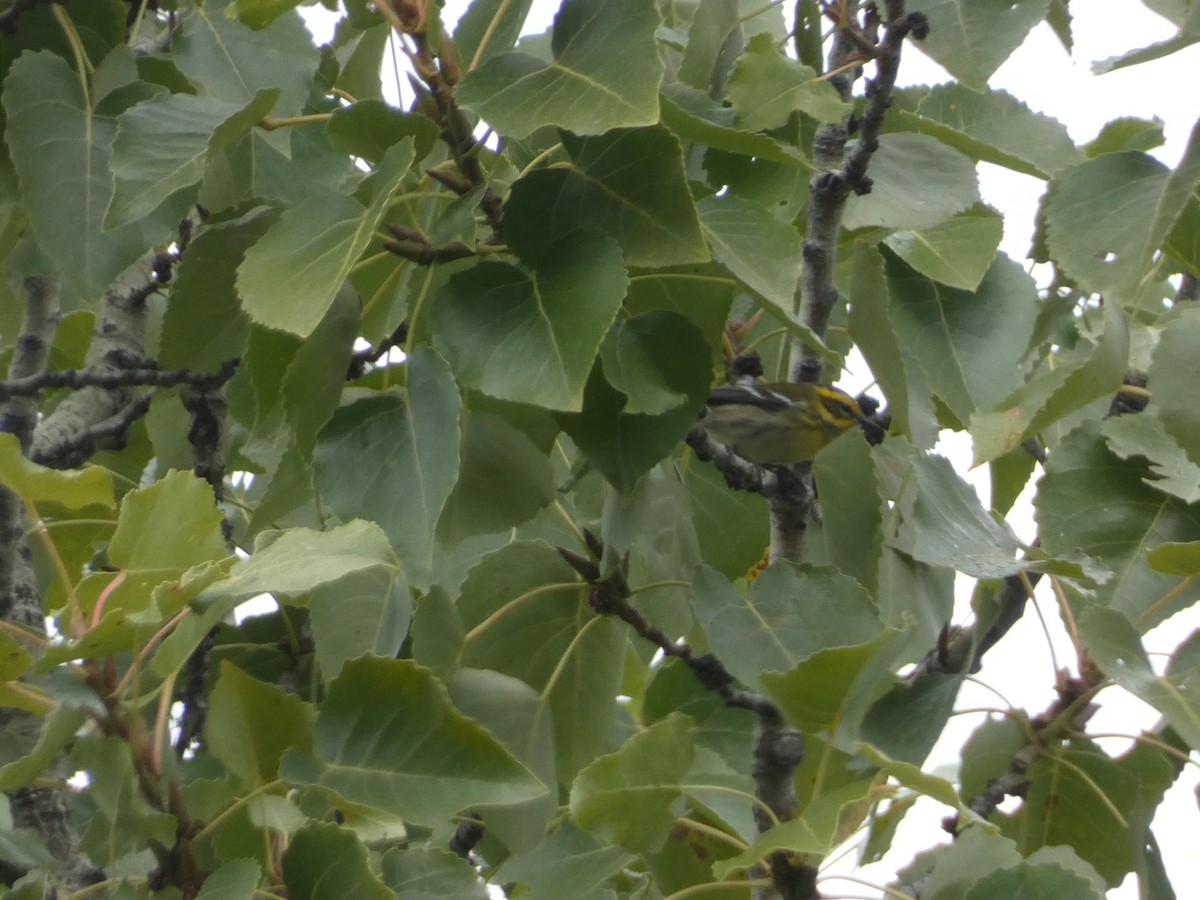 Townsend's Warbler - ML643330729