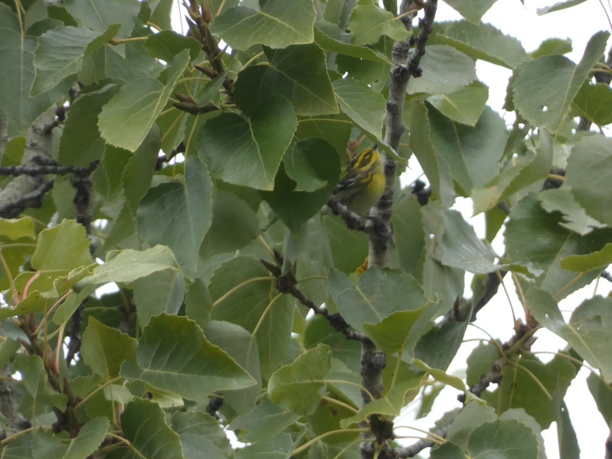 Townsend's Warbler - ML643330731