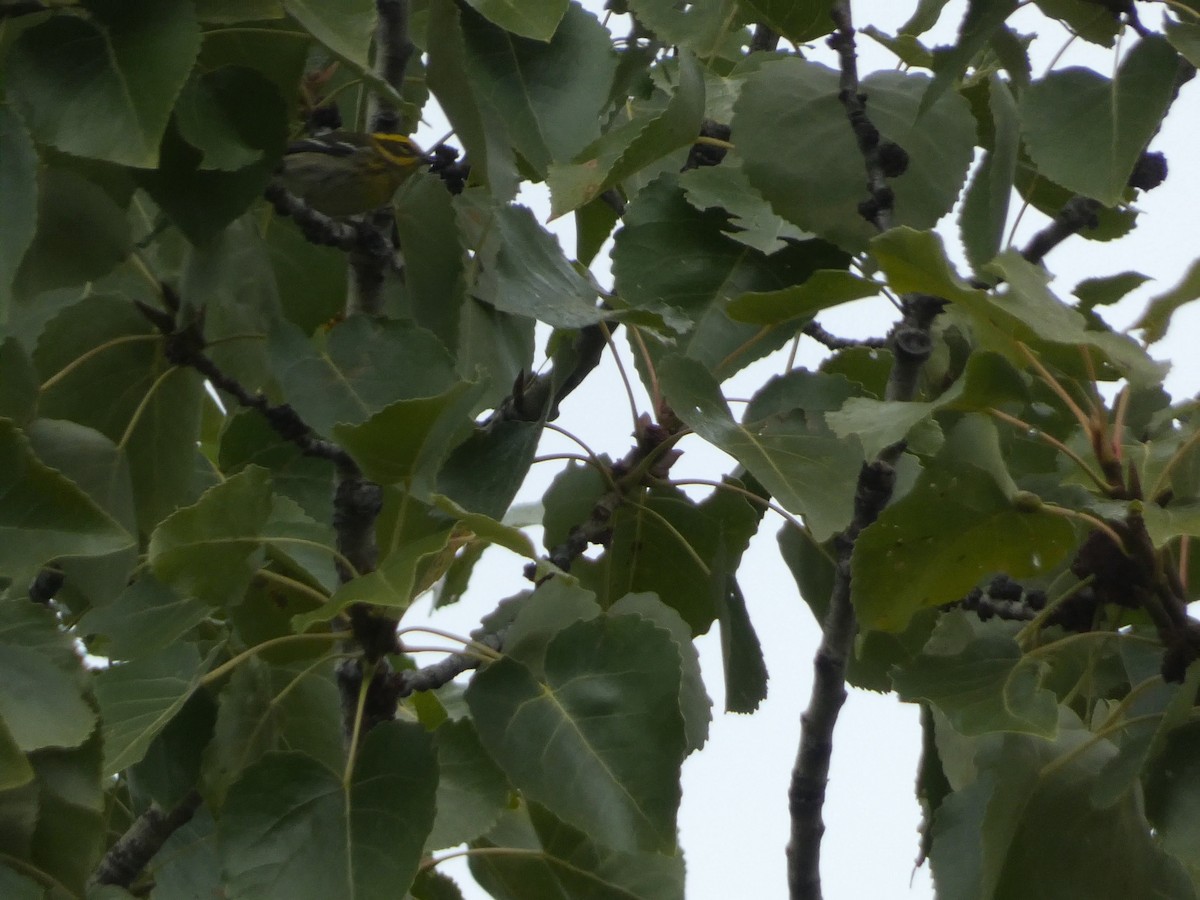 Townsend's Warbler - ML643330732