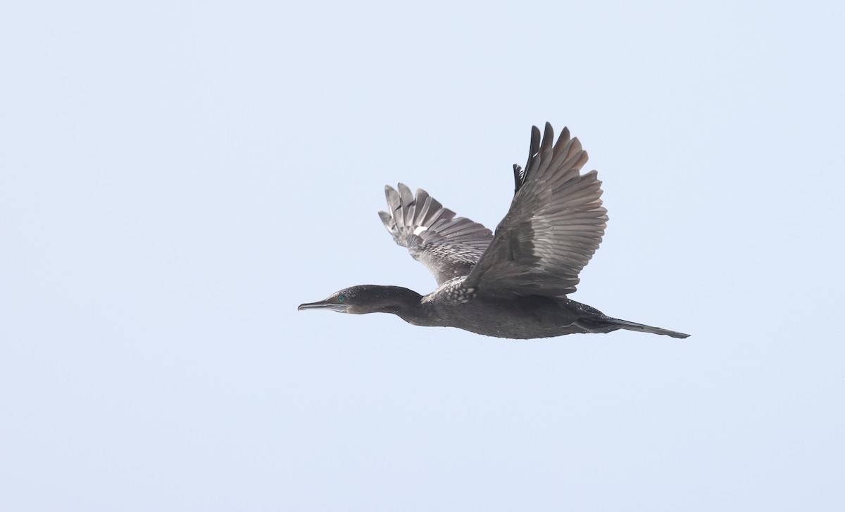 Little Black Cormorant - ML643330753