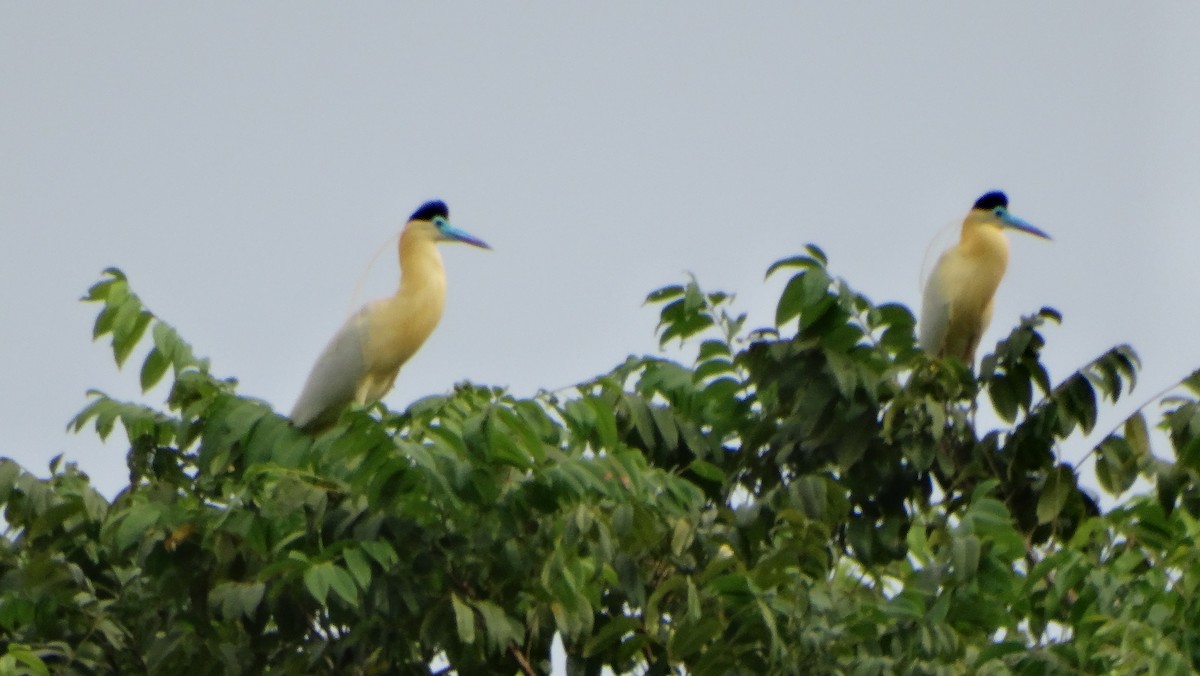 Capped Heron - ML643330763