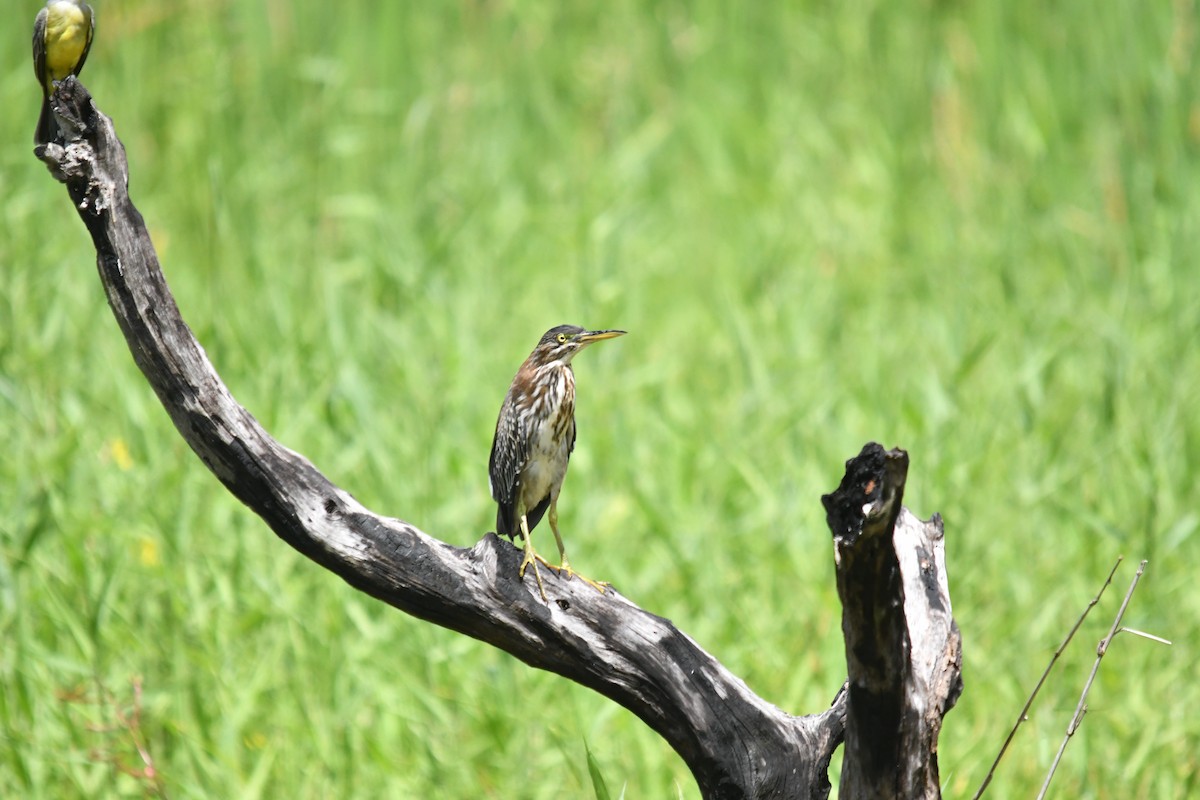 Green Heron - ML643330765