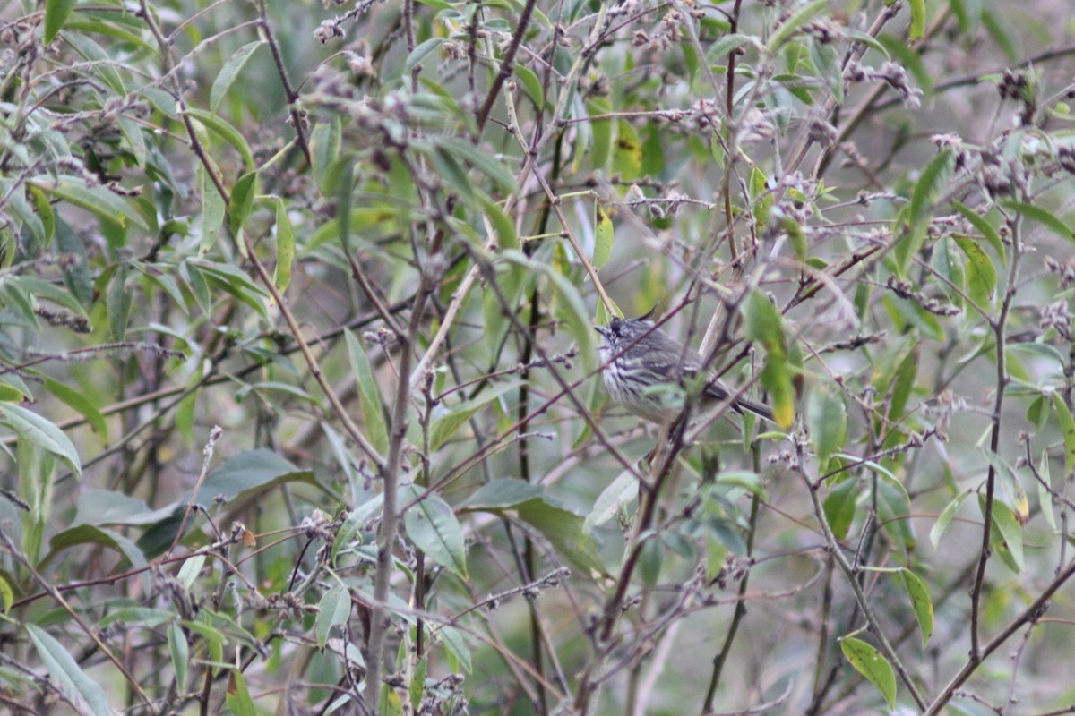 Taurillon mésange - ML643330772