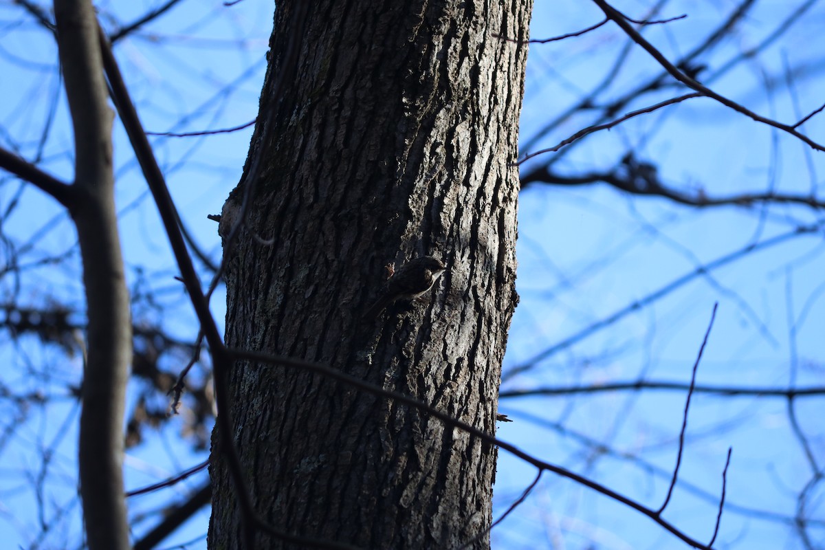 Brown Creeper - ML643330775