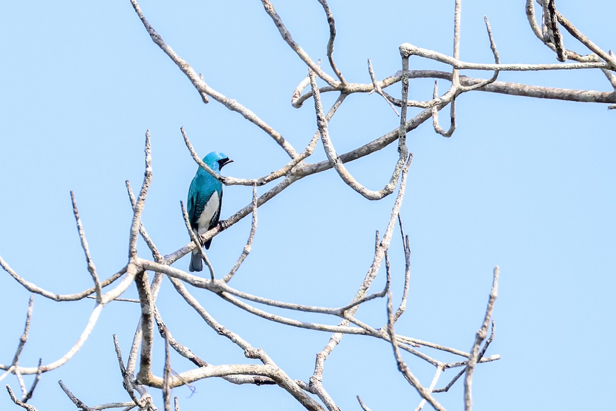 svaletanagar - ML643330798
