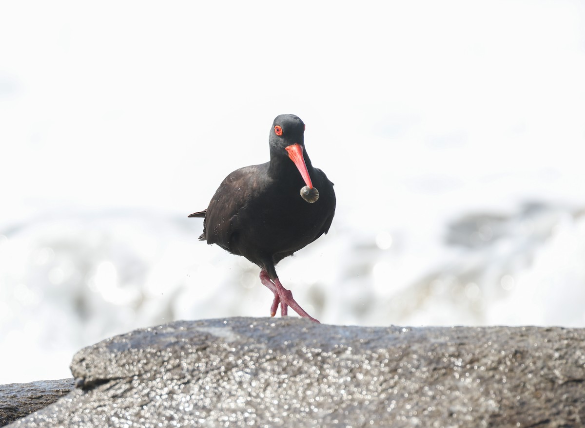 Sooty Oystercatcher - ML643330804