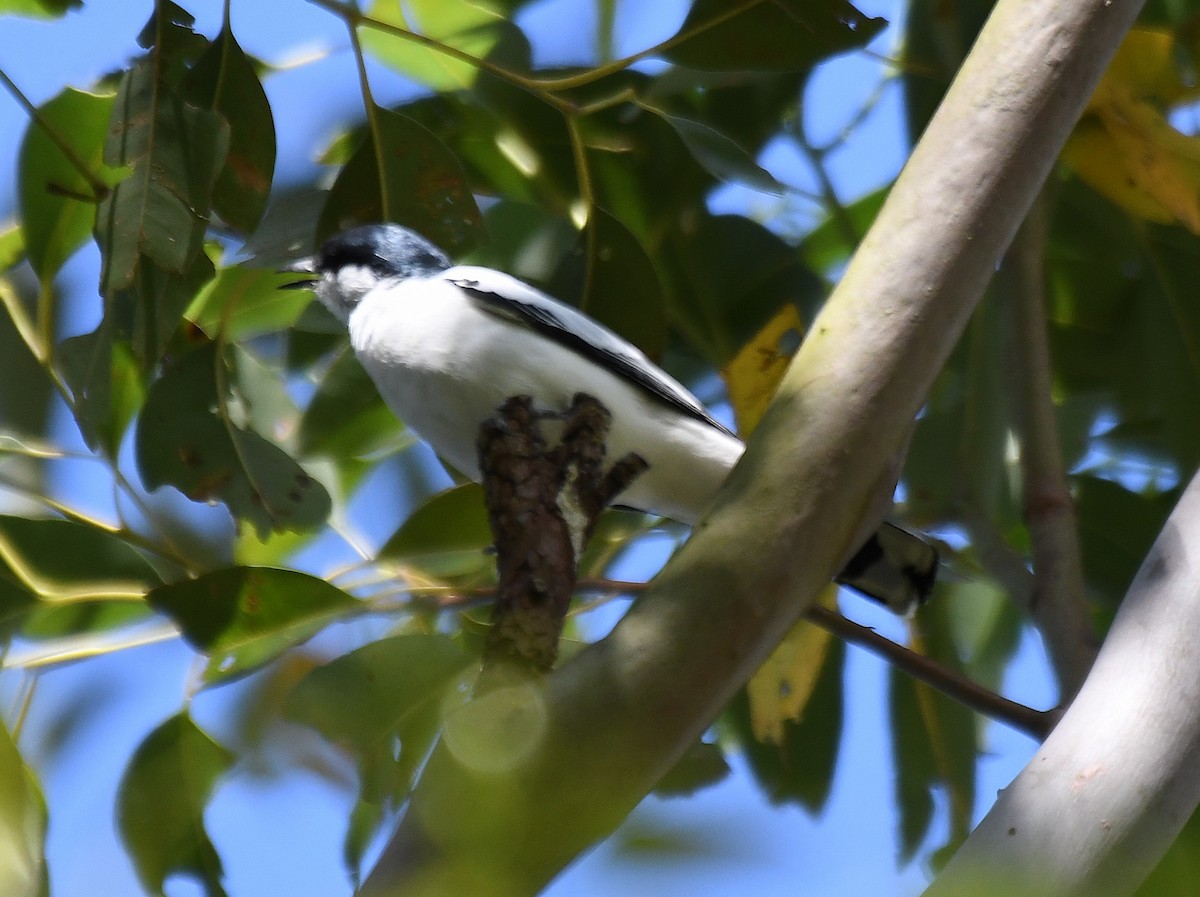 White-winged Triller - ML643330814