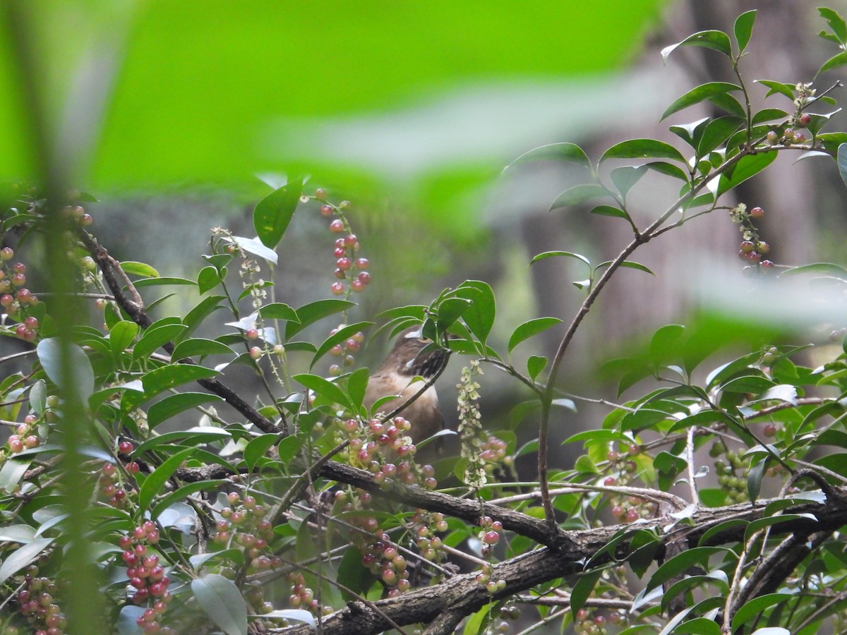 White-throated Thrush - ML643330817
