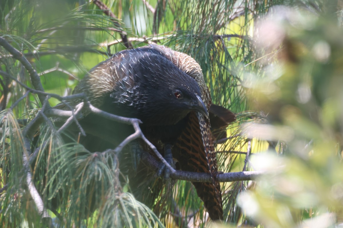 Pheasant Coucal - ML643330819