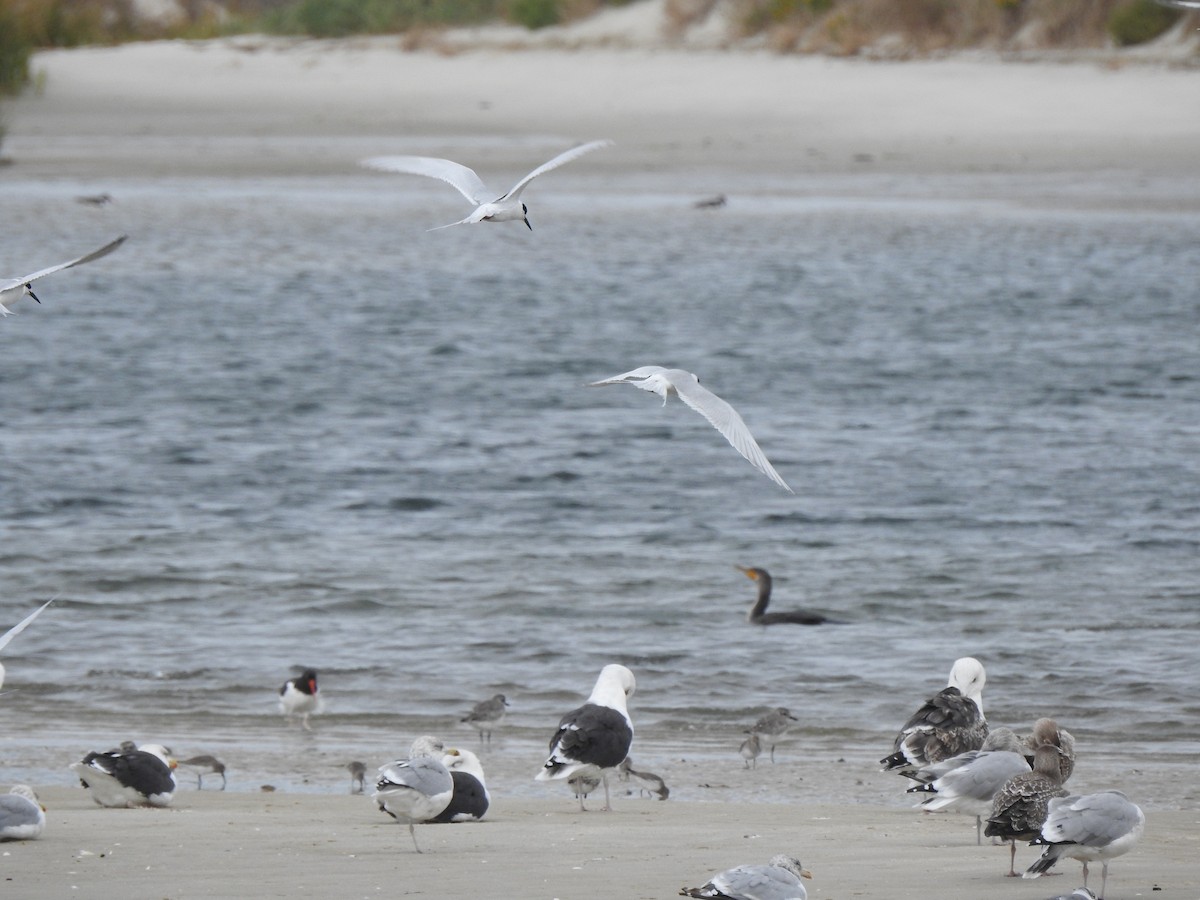 Forster's Tern - ML643330822