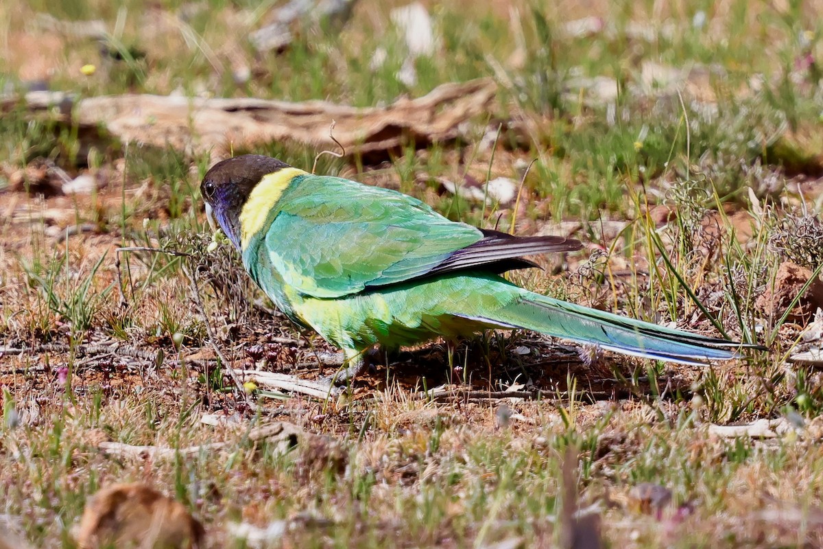 Australian Ringneck - ML643330825