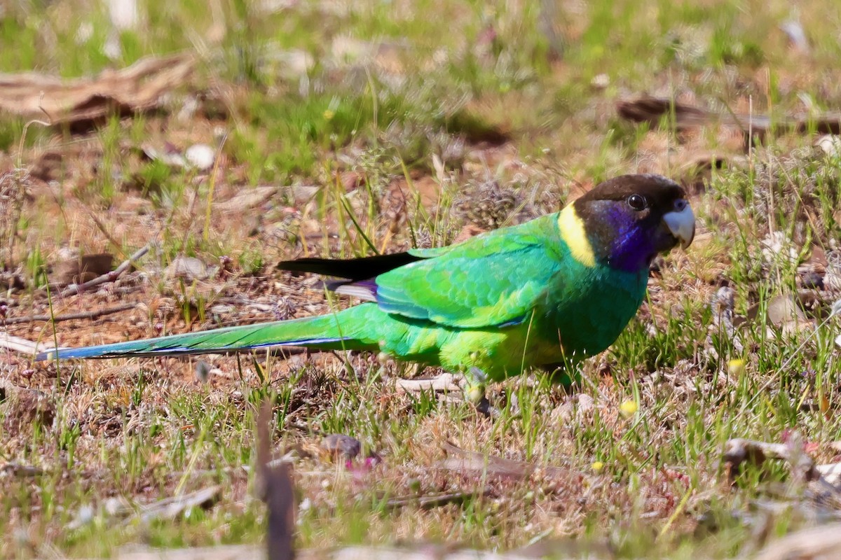 Australian Ringneck - ML643330826