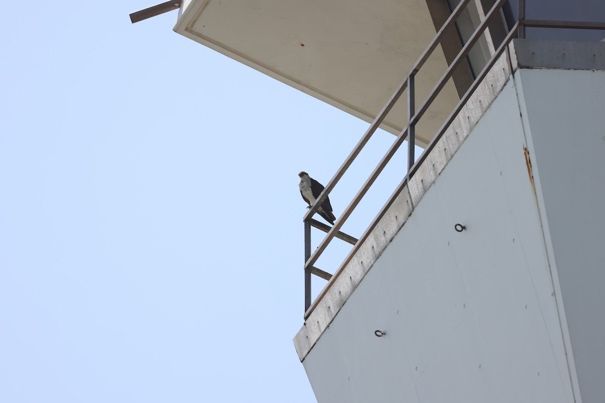 Osprey - ML643330827