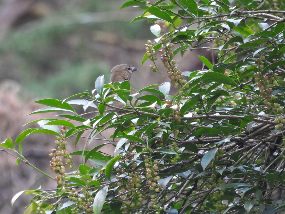 White-throated Thrush - ML643330840
