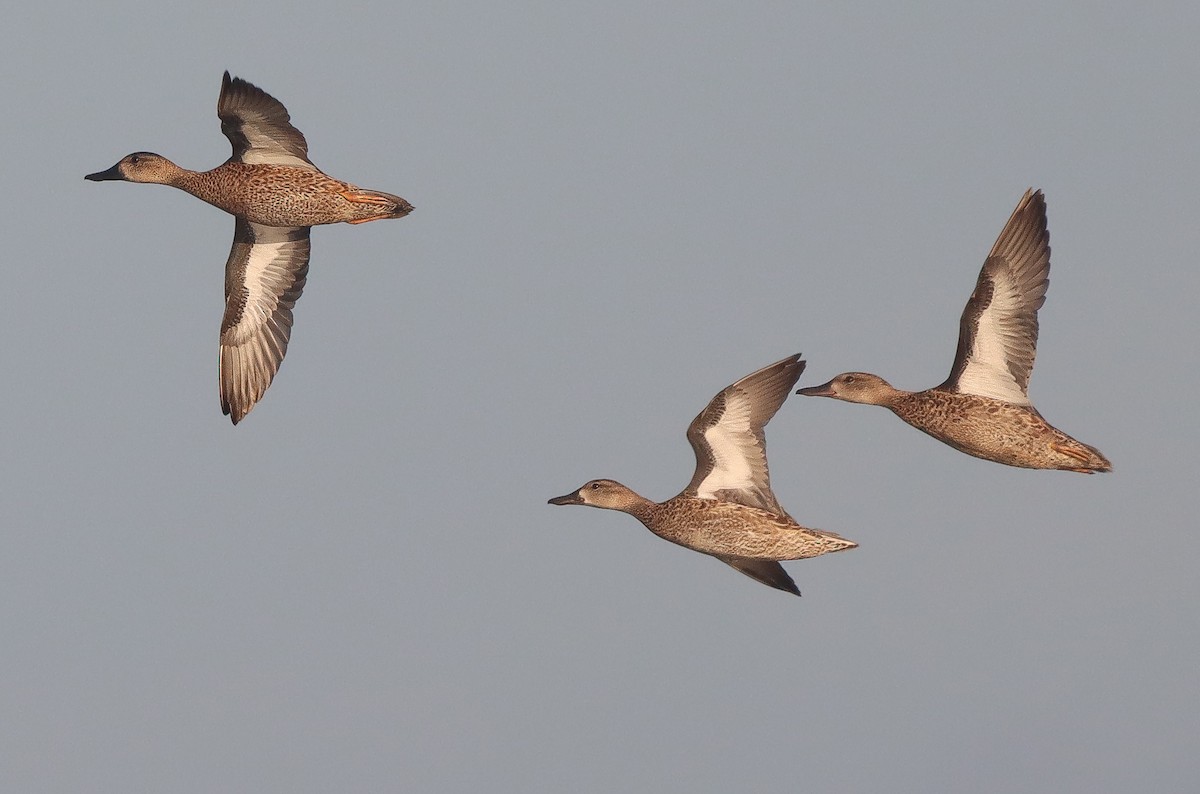 Blue-winged Teal - ML643330865