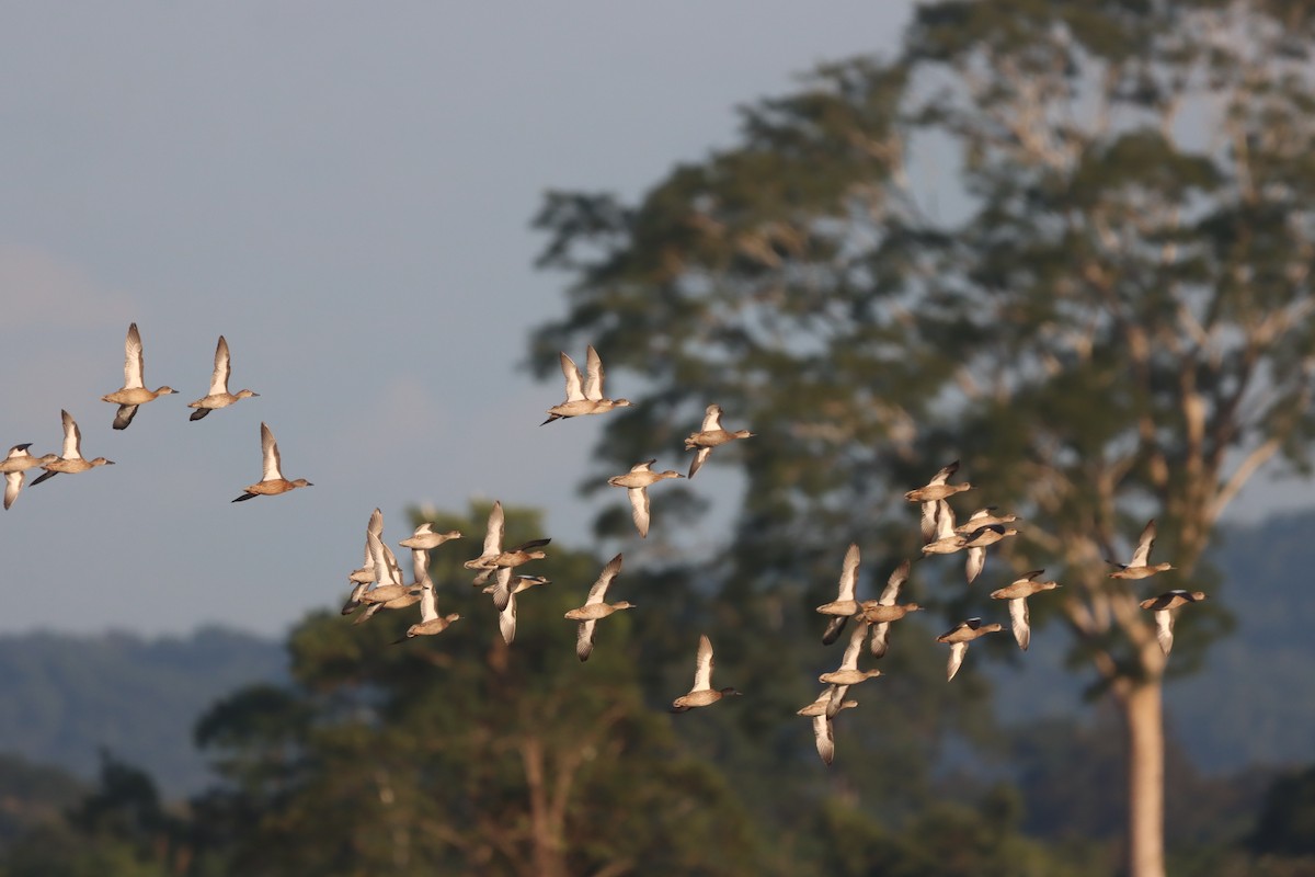Blue-winged Teal - ML643330867