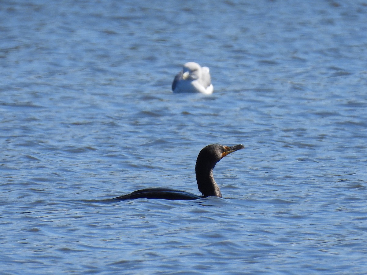 Cormorán Orejudo - ML643330870