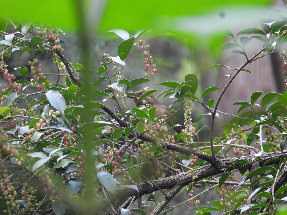 White-throated Thrush - ML643330880
