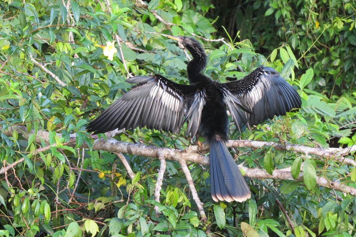 Anhinga d'Amérique - ML643330885