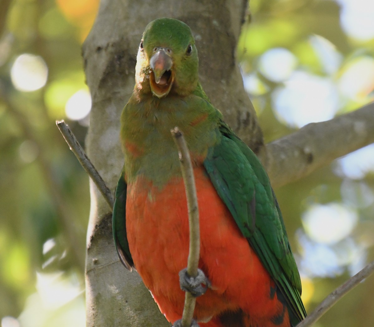 Australian King-Parrot - ML643330889